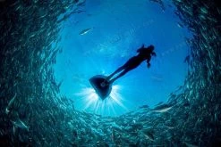 Cetma Composites Taras Monofin -Dive Pro Deals cc taras 05 1