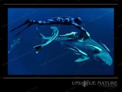 Elios Corifena Camouflage Wetsuit 18 Elios Corifena Camouflage Wetsuit -Dive Pro Deals corifena spot 3