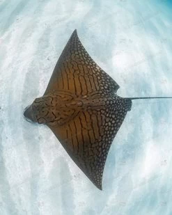 SlipIns Ornate Eagle Ray Dive/Surf Skin -Dive Pro Deals ornate eagle ray