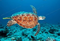 SlipIns Hawksbill Sea Turtle Dive/Surf Skin -Dive Pro Deals screen shot 2019 06 02 at 10.15.28 am 2400x